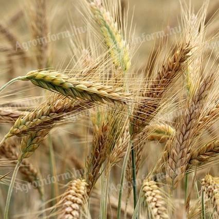 Autumn fodder barley seed (SUELLEN)