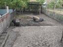 Mangalica fattening