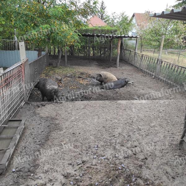 Mangalica fattening