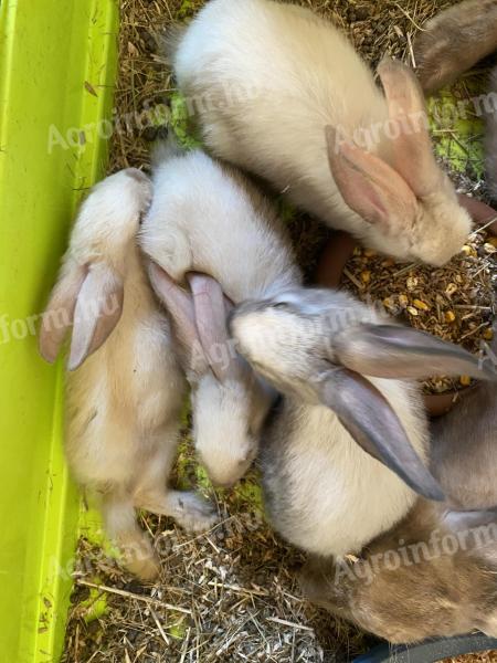 Szekler rabbit for sale