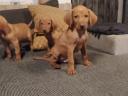 Hungarian Vizsla puppies would breed