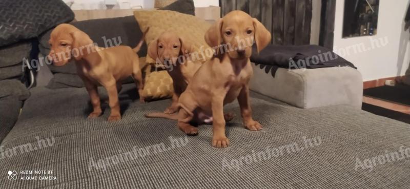 Hungarian Vizsla puppies would breed