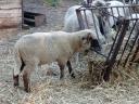 Rams for sale