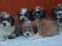 Bichon havanese puppies for rehoming