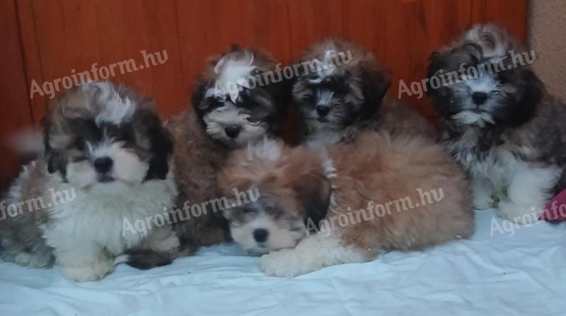 Bichon havanese căței pentru rehoming