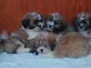 Bichon havanese puppies for rehoming