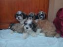 Bichon havanese puppies for rehoming