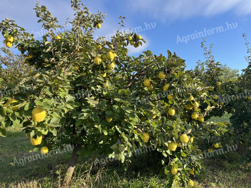 Quince for sale