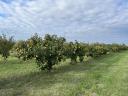 Quince de vânzare