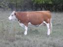 Tisza-bred dual-purpose Hungarian heifer for sale