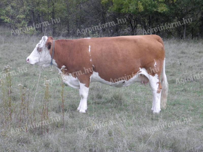 Tisza-bred dual-purpose Hungarian heifer for sale