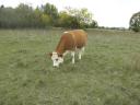 Tisza-bred dual-purpose Hungarian heifer for sale