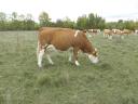 Tisza-bred dual-purpose Hungarian heifer for sale