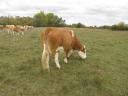 Tisza-bred dual-purpose Hungarian heifer for sale