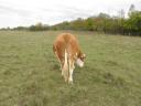 Tisza-bred dual-purpose Hungarian heifer for sale