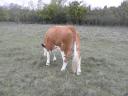 Tisza-bred dual-purpose Hungarian heifer for sale