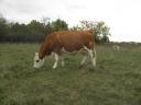 Tisza-bred dual-purpose Hungarian heifer for sale