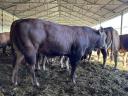 Limousin breeding bulls for sale