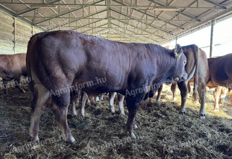 Limousin-Zuchtbullen zu verkaufen