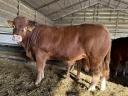 Limousin breeding bulls for sale