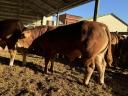 Limousin breeding bulls for sale