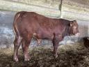 Limousin breeding bulls for sale