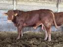 Limousin breeding bulls for sale