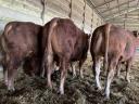 Limousin breeding bulls for sale