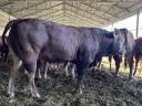 Limousin breeding bulls for sale