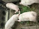 3 30-40 kg pigs for sale