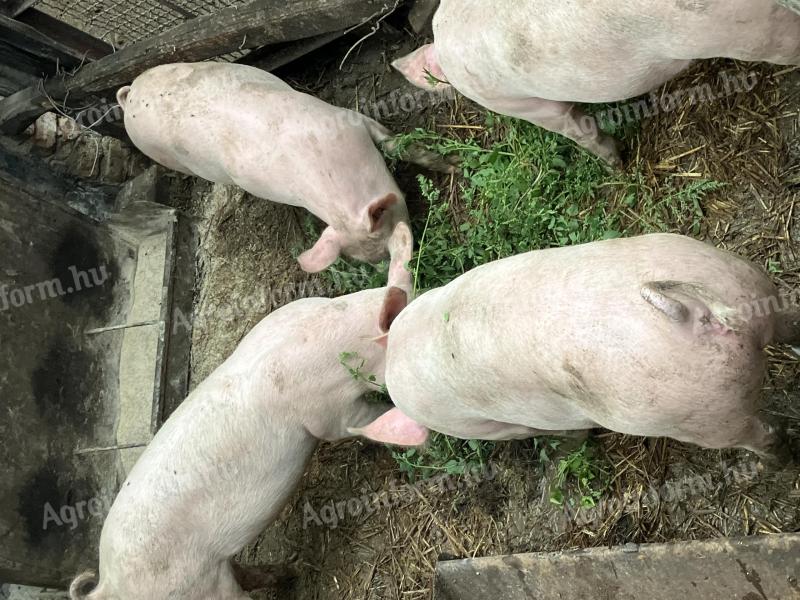 3 30-40 kg schwere Schweine zu verkaufen