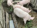 3 30-40 kg pigs for sale