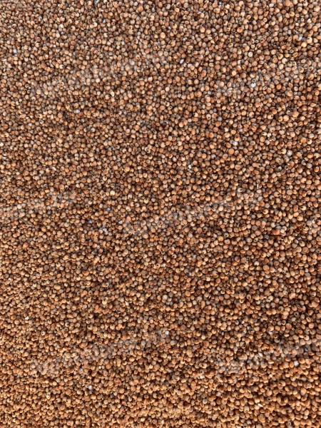 Getreidesorghum