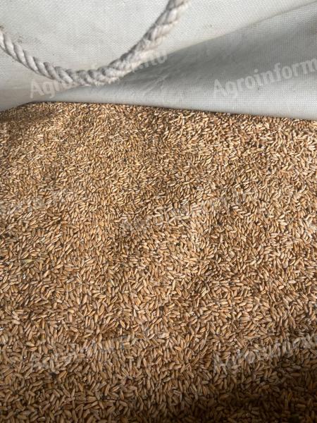 Triticale