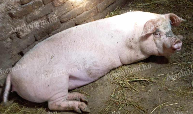 Schwein zu verkaufen