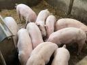 Piglets for sale in Borsod