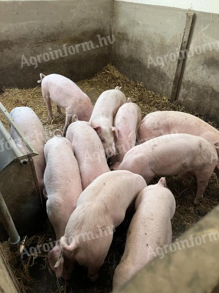 Piglets for sale in Borsod