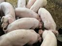 Piglets for sale in Borsod