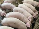 Piglets for sale in Borsod