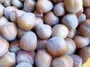 Hazelnuts for sale