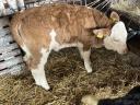 6 calves for sale