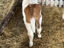 6 calves for sale