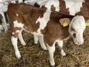 6 calves for sale