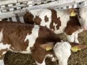 6 calves for sale