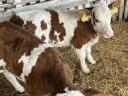 6 calves for sale