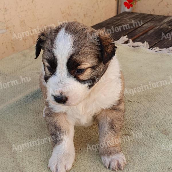 Szczenięta czystej krwi border collie