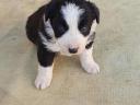 Purebred border collie puppies