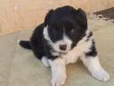 Purebred border collie puppies