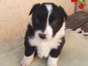 Purebred border collie puppies