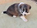 Purebred border collie puppies